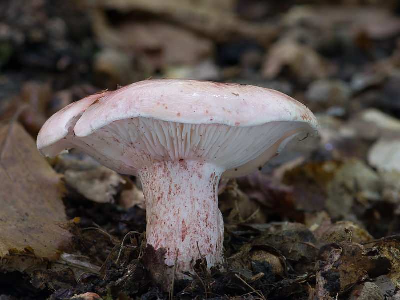 Hygrophorus russula